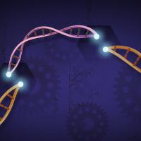 CRISPR Cas9