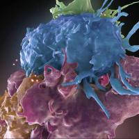 HIV infected and uninfected immune cells interact