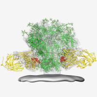 HIV spike and broadly neutralizing antibodies