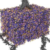 A computer-generated image showing bright orange and purple activity around a bouton, which is highlighted in blue.