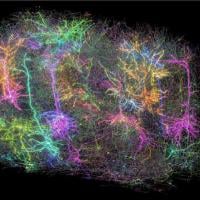 colorful image of a small group of brain cells in the mouse brain.