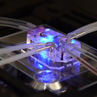 Lung on a Chip