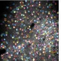 Sample field of neurons recorded during behavior and activity graphs from selected neurons