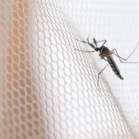 Mosquito on a mosquito net.