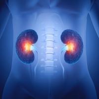 An illustration of human kidneys highlighted inside the torso.