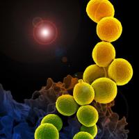 Spheroid Staphylococcus aureus bacteria in a chain-like configuration. 