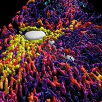 Close-up of a reconstructed human liver lobule in 3D.