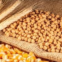 Soybeans, wheat, and corn lying on burlap.