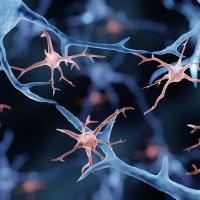 High-resolution image of immune cells in the brain.