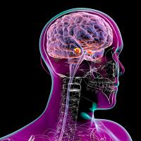 Amygdala, also known as corpus amygdaloideum, in the brain