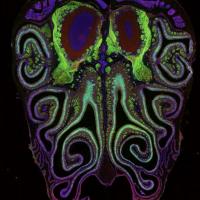 Smell neurons in a mouse nose.