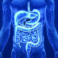 Abstract wireframe intestinal human digestive system. Gut health, bowel disease, gastrointestinal tract. 