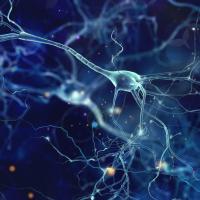 An illustration of neurons