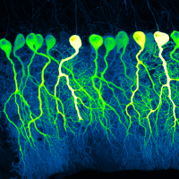 Purkinje cells in the mouse cerebellum
