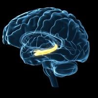 Illustration of the human brain with the hippocampus highlighted 