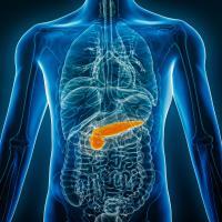 An illustration of the pancreas highlighted inside the human body.
