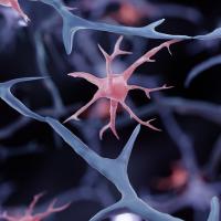 3D illustration of microglia and neurons.