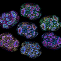 Image of multiple, colorful cross sections of the organoids arranged to almost look like fireworks.
