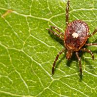 Photo of a lone star tick on a leaf. 