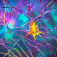Neuron cell body (gold) with dendrites (purple).