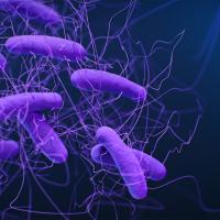 Medical illustration of Clostridioides difficile bacteria