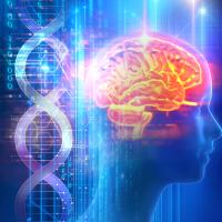 The study found having high blood levels of a protein called p-tau217 increases the risk for cognitive impairment more in people with the APOE-ε4 gene. 