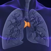 An illustration of the human upper body showing the lungs and respiratory system, with the thymus gland highlighted in orange.