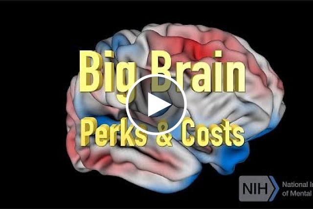 NIMH's Dr. Armin Raznahan explains results of a study of human brain size. His research team has discovered how the size of our brain relates to its shape and the way its organized. Some of us have brains that are almost twice as large as those of others. It turns out that the bigger our brain is, the more its additional real estate is accounted for by growth in the higher thinking areas of the cortex, or outer mantle – at the expense of relatively slower growth in lower emotional, sensory and motor areas. This mirrors the pattern of brain changes seen in primate evolution and individual maturation – with higher-order areas showing greatest expansion. In the neuroimaging study of more than 3000 people, the investigators also found evidence linking these high-expanding regions to higher connectivity between neurons and higher energy consumption.