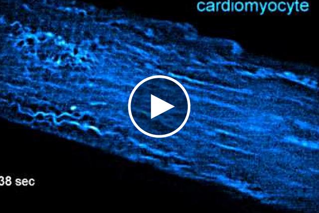 Video shows microtubules labeled blue in a contracting heart muscle cell.  Prosser laboratory, University of Pennsylvania.
