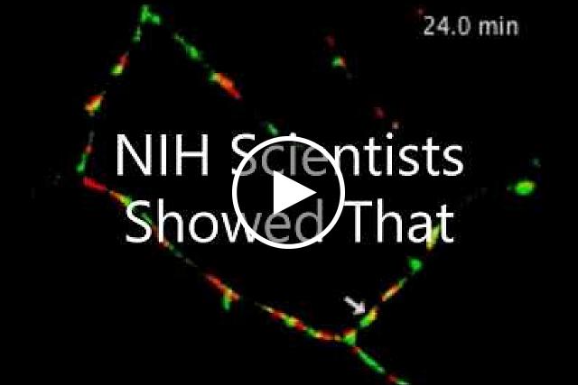 NIH researchers discovered that intense neural conversations thought to underlie learning and memory may be fueled by an energy-sensing feedback loop that retrieves cellular powerplants called mitochondria. Here mitochondria dance along axons of chattering neurons.