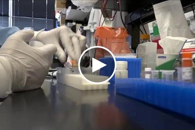 NIAID B-roll of Zika virus research activities. Includes footage of scientists conducting Zika virus research at the NIAID Vaccine Research Center (VRC), exterior shots of the VRC, and footage of Aedes aegypti mosquitoes.