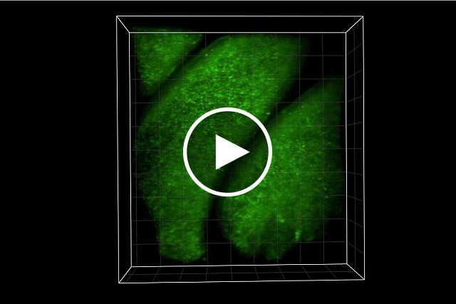 3D SCAPE video of mouse olfactory tissue.