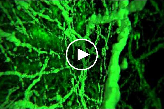 Fly through neural circuits on animated tour into brain tissue enlarged by expansion microscopy. Video courtesy of the The McGovern Institute for Brain Research at MIT, Cambridge.