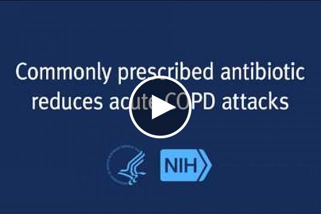 An NIH-funded study has found that a commonly prescribed antibiotic lowers the frequency and severity of chronic obstructive pulmonary disease (COPD) flare-ups. The study results, which appear in the New England Journal of Medicine, show azithromycin may reduce the burden of COPD and improve the quality of life for patients.