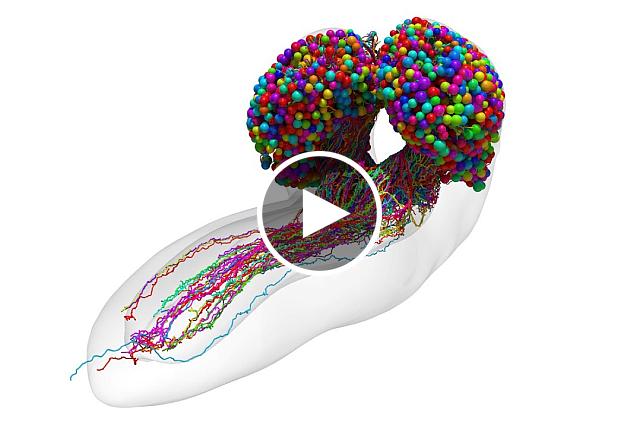 This video shows a complete map of the neurons in a baby fruit fly brain. Johns Hopkins University and University of Cambridge