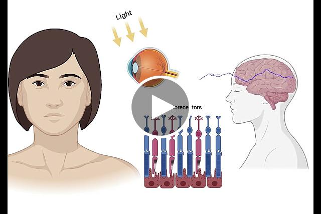 Scientists discover how protein RPE65 binds to cellular membranes to convert vitamin A into a form used by the eyes to "recharge" light-sensing photoreceptors.  