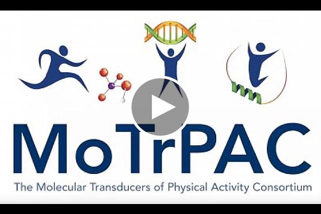 Watch Astronaut Dr. Peggy Whitson explain the importance of understanding exercise and The NIH Common Fund’s Molecular Transducers of Physical Activity in Humans Consortium (MoTrPAC). The MoTrPAC program is a trans-NIH effort managed by the NIH Common Fund in the Office of the Director and supported by several Institutes & Centers including, NIAMS, NIA and NIDDK. 
