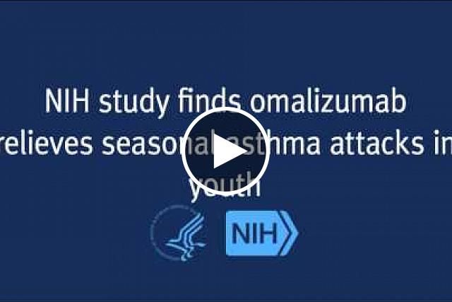 A study of the drug omalizumab, sold under the brand name Xolair, has been conducted in eight U.S. cities by the Inner City Asthma Consortium (ICAC), a nationwide clinical trials network supported by the National Institute of Allergy and Infectious Diseases. Results show it nearly eliminated seasonal increases in asthma attacks and decreased asthma symptoms among young people living in inner city environments. The findings appear in the March 17 issue of the New England Journal of Medicine.