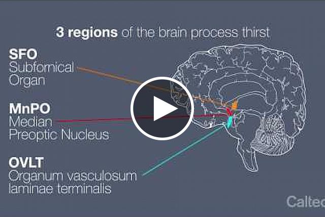 An animation of how the brain monitors dehydration, initiates drinking, and quenches thirst. Caltech