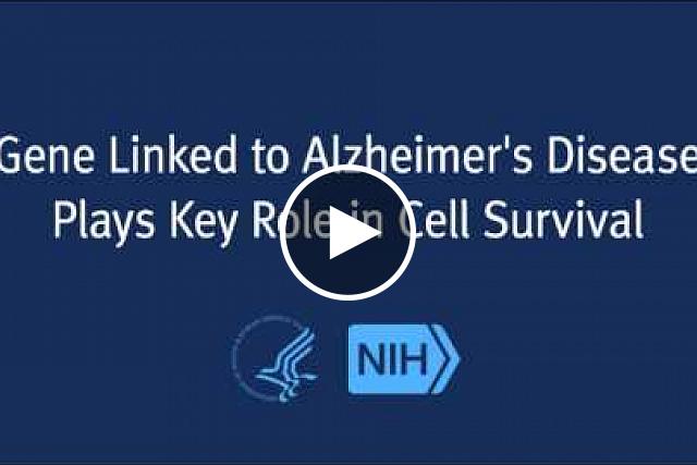 Scientists have discovered that a gene linked to Alzheimer's disease may play a beneficial role in cell survival by enabling neurons to clear away toxic proteins. A study funded by the National Institute on Aging (NIA), part of the National Institutes of Health, shows the presenilin 1 (PS1) gene is essential to the function of lysosomes, the cell component that digests and recycles unwanted proteins. However, mutations in the PS1 gene—a known risk factor for a rare, early onset form of Alzheimer's disease—disrupt this crucial process.