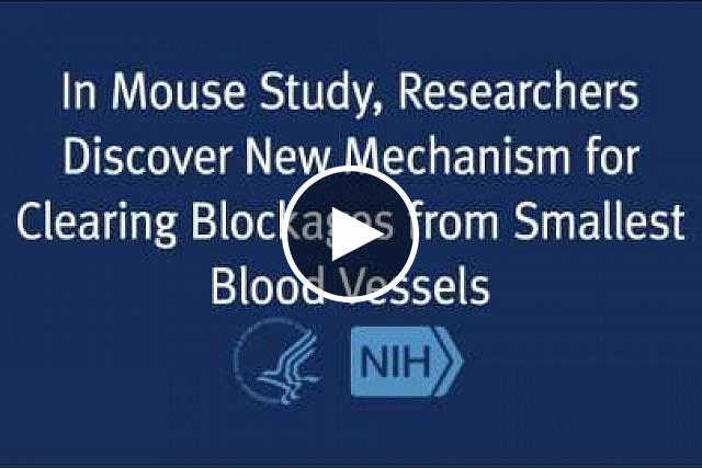 Researchers have identified in mice a previously unknown protective mechanism by which the smallest blood vessels remove blood clots and other blockages from the brain. The findings provide insights into mechanisms that may be involved in age-related cognitive decline, Alzheimer's disease and recovery from stroke.