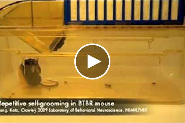 An untreated BTBR mouse absorbed in repetitive self-grooming. MuYang, Ph.D., Adam Katz, and Jacqueline Crawley, Ph.D., NIMH Laboratory of Behavioral Neuroscience 