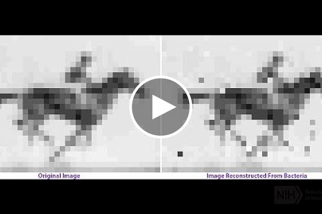 For the first time, a primitive movie has been encoded in – and then played back from – DNA in living cells. Scientists funded by the National Institutes of Health say it is a major step toward a “molecular recorder” that may someday make it possible to get read-outs, for example, of the changing internal states of neurons as they develop. Neuroscientist Seth Shipman, Ph.D., of Harvard Medical School, explains the study.