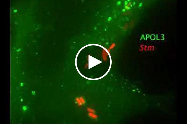 When Salmonella (red) invades a cell, APOL3 (green) gloms on to the bacterium’s surface and breaks it apart. R. Gaudet et al./Science 2021