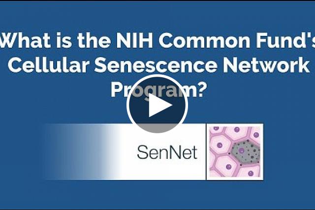 NIH Common Fund Cellular Senescence Network (SenNet) Program