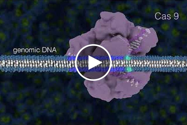 Genome editing using CRISPR/Cas9 is a rapidly expanding field of scientific research with emerging applications in disease treatment, medical therapeutics and bioenergy, just to name a few. Credit: Janet Iwasa