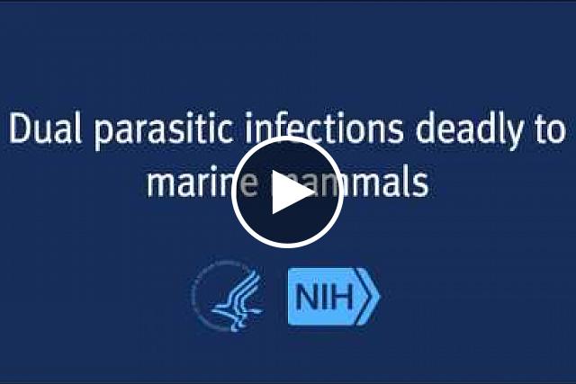 An NIH study finds that seal, sea otter and porpoise deaths are linked to co-infection with two parasites normally found in land animals.