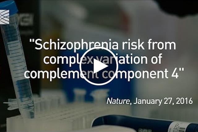 A landmark study has revealed that a person’s risk of schizophrenia is increased if they inherit specific variants in a gene related to “synaptic pruning” — the elimination of connections between neurons.