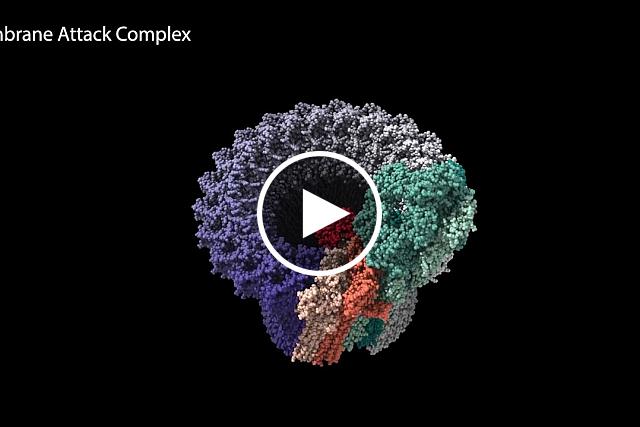 Extremely rare gene variants and AMD.