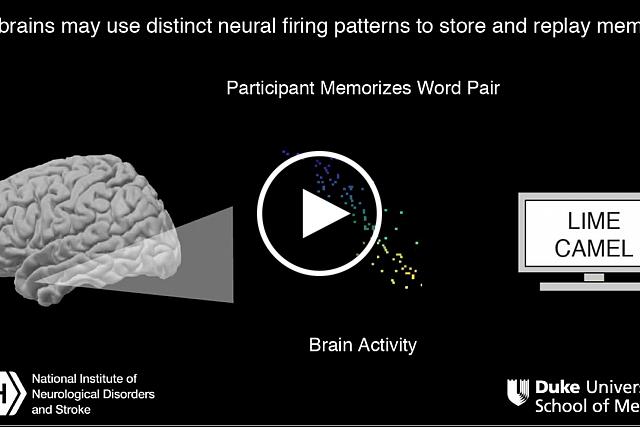 In a study of epilepsy patients, researchers at the National Institutes of Health monitored the electrical activity of thousands of individual brain cells, called neurons, as patients took memory tests. Just as musical notes are recorded as grooves on a record, they found that our brains may store memories in the firing patterns of neurons. Fractions of a second before a patient successfully recalled a word pair, neurons in their brains fired in a sequence that was like what the researchers saw when the patient learned the pair. (This video has no audio).